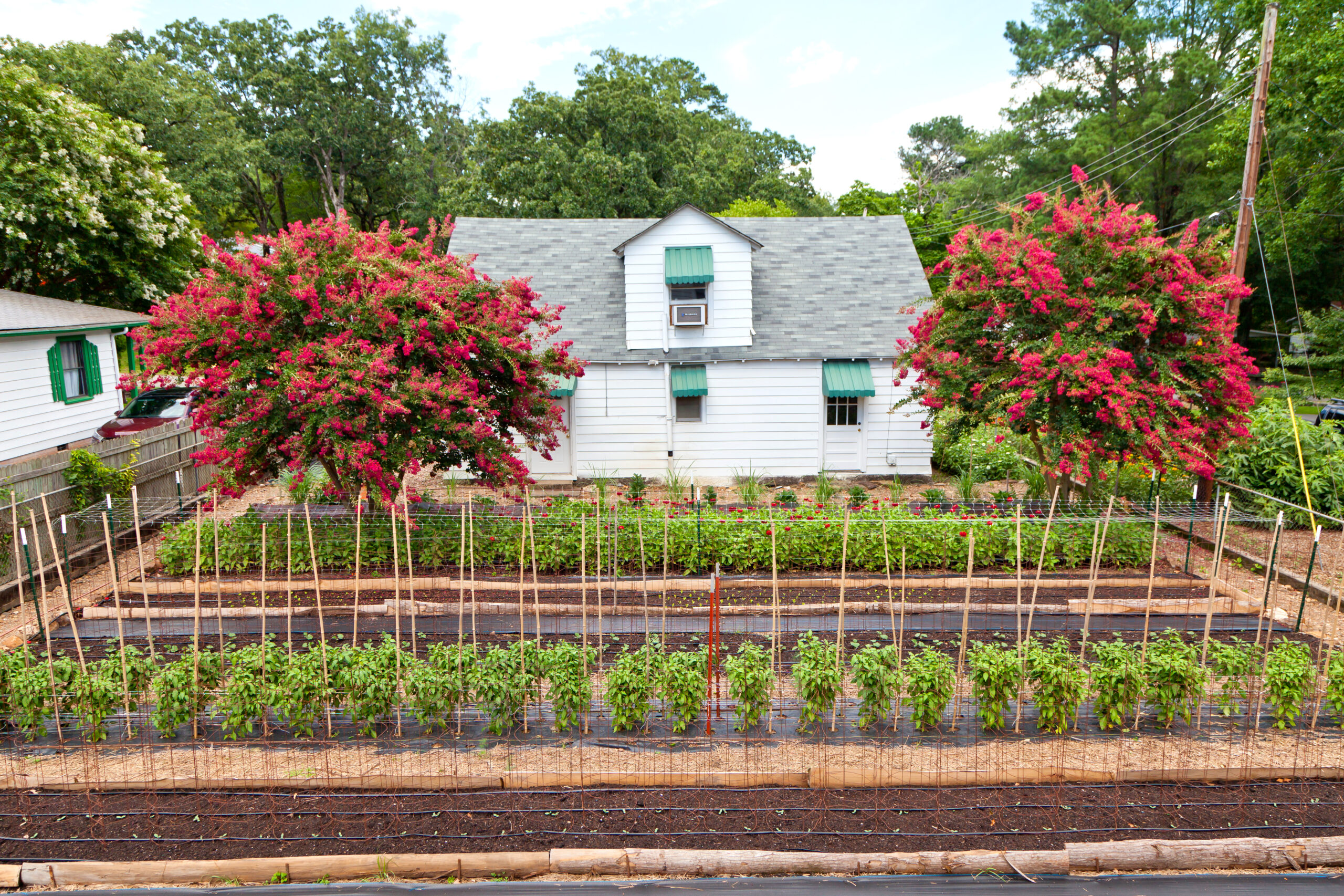 Improving local  food systems: Amid the pandemic.